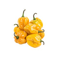 MEXICAN HABANERO CHILLI 500GR