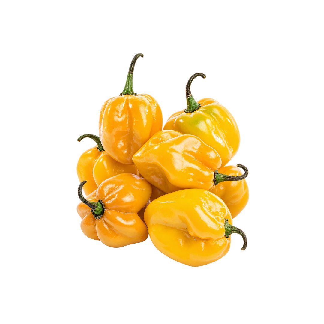 MEXICAN HABANERO CHILLI 500GR